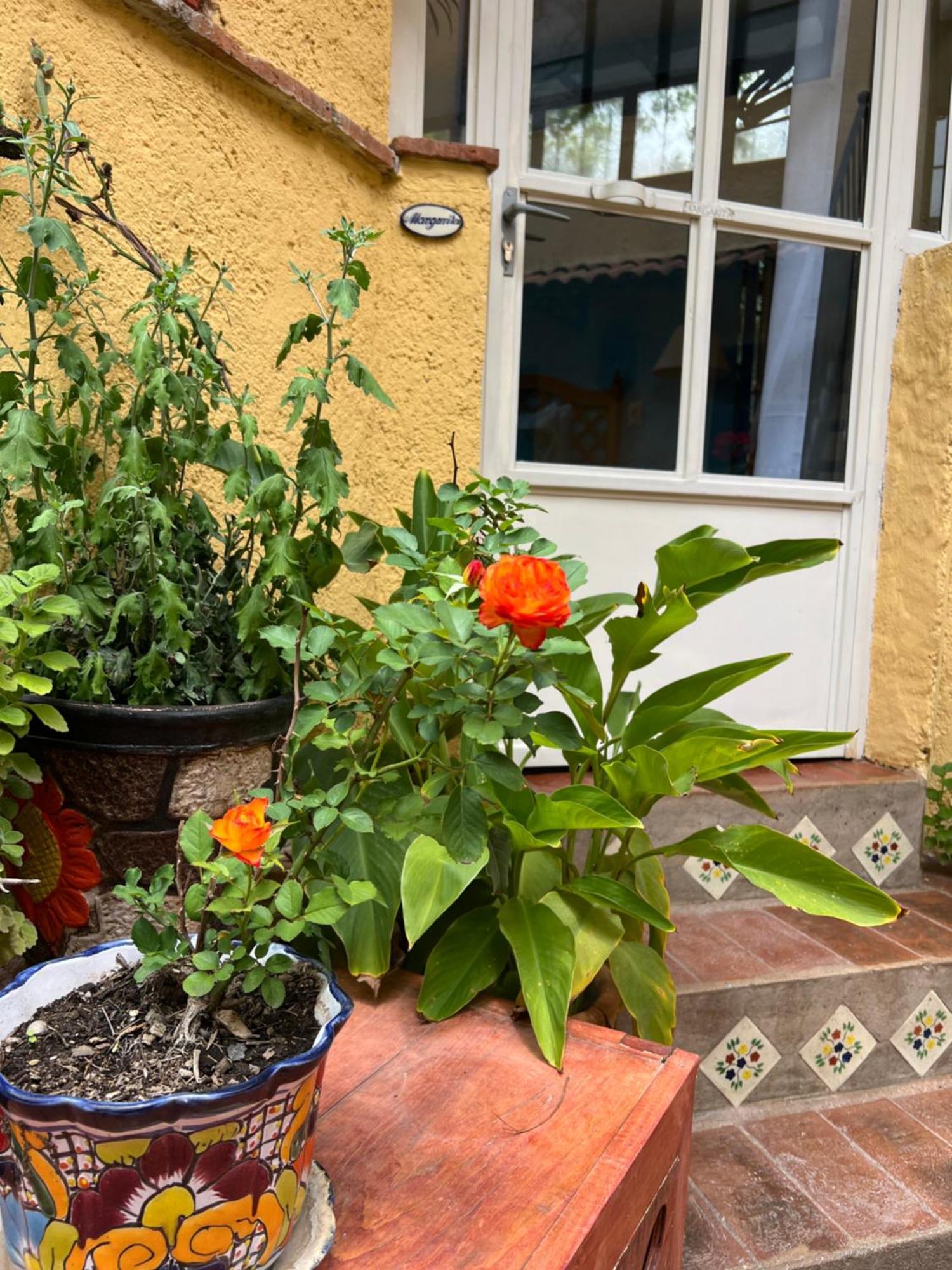 Boutique Hotel Casa Camellia 산미겔데아옌데 외부 사진